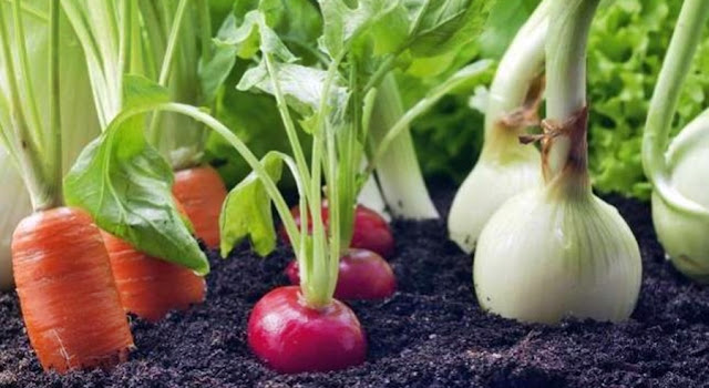 ¿Crisis alimentaria? 18 verduras que crecen en menos de 60 días
