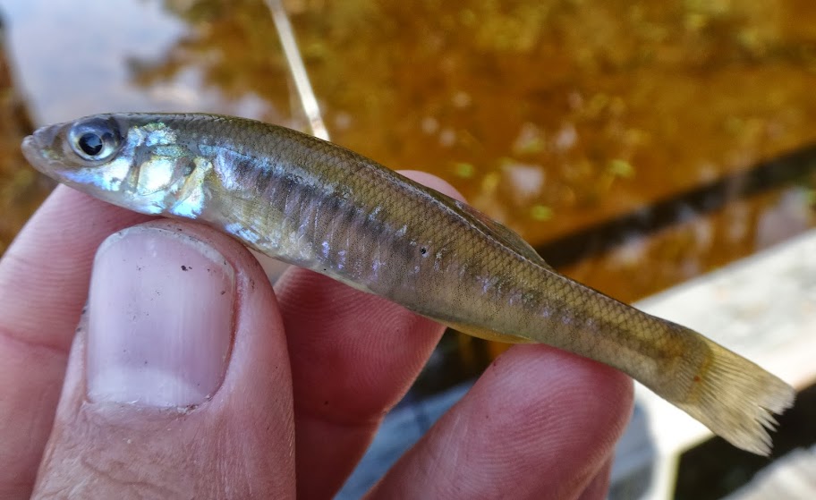 Ben Cantrell's fish species blog VA / NC trip part 5 Lake Waccamaw