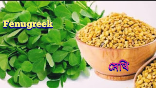 Methi/fenugreek