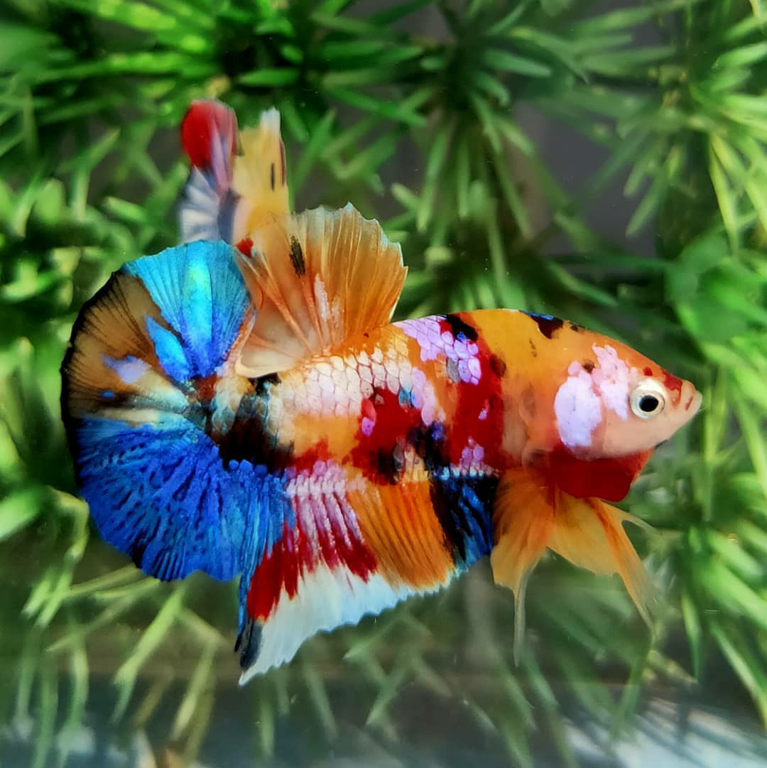 Jenis ikan cupang (Betta) hias dan aduan - Glamorous Fish