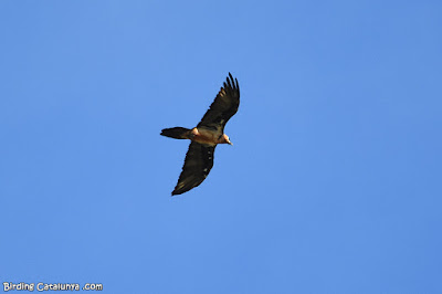 Trencalòs (Gypaetus barbatus)