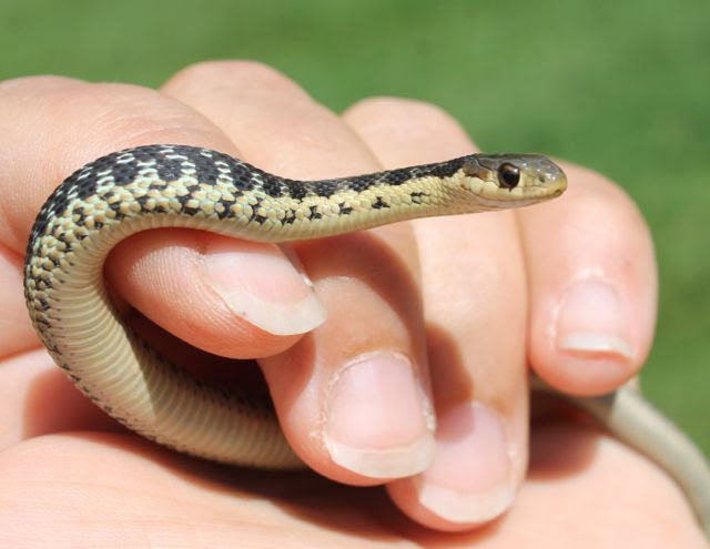 Reflections from Crumbly Acres: Snakes in Ontario