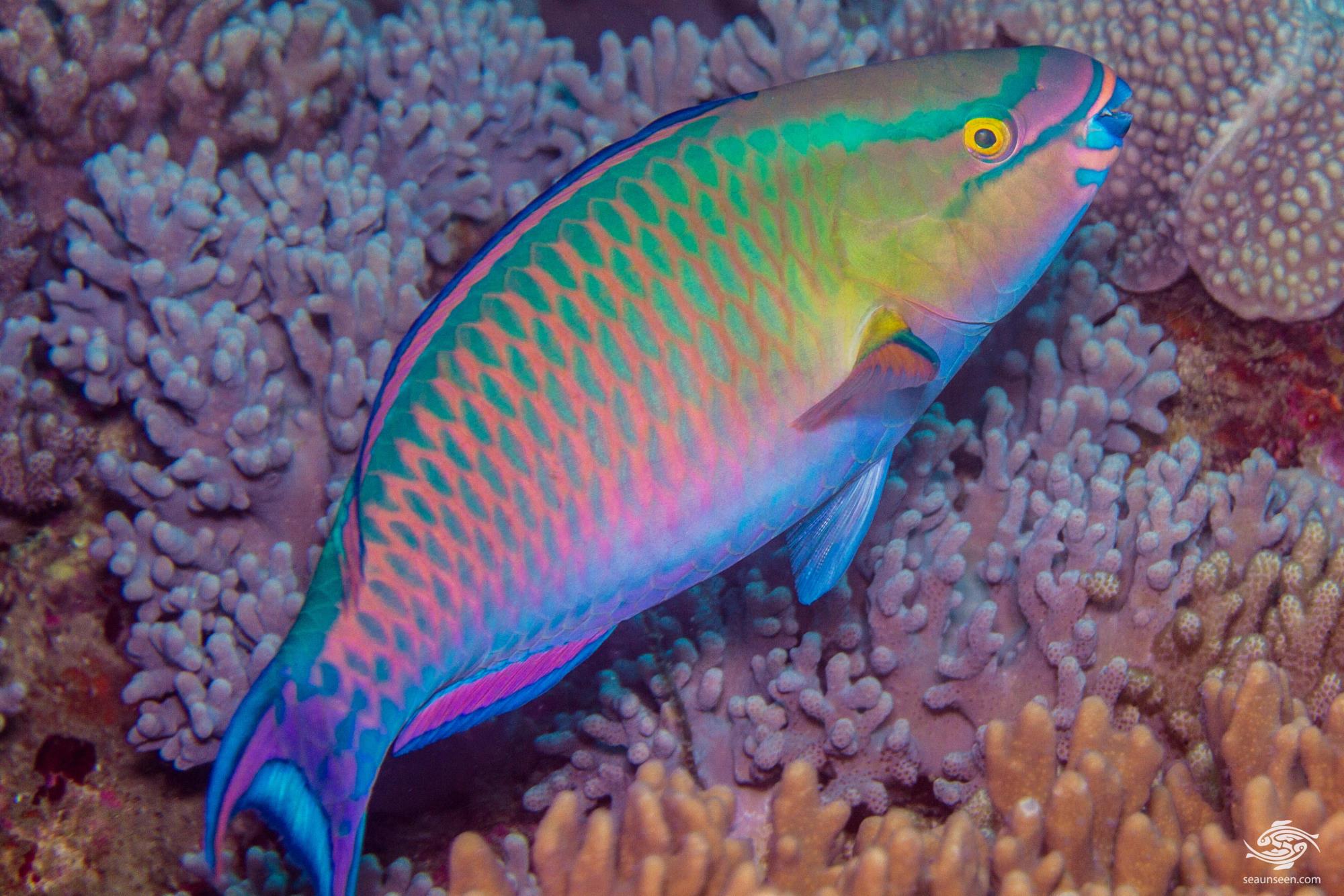 Parrotfish diet, poop, teeth, adaptations, colorful parrot fish facts