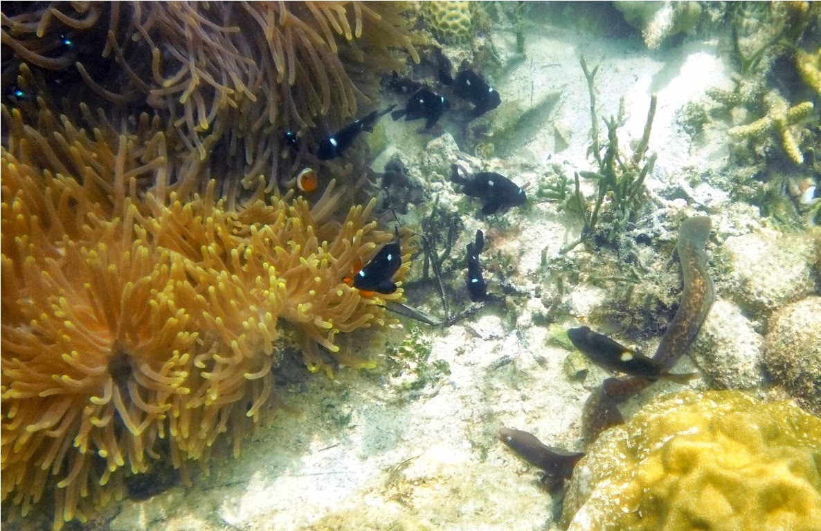    Belut Mooray mengincar ikan Clownfish di sekitar anemon   