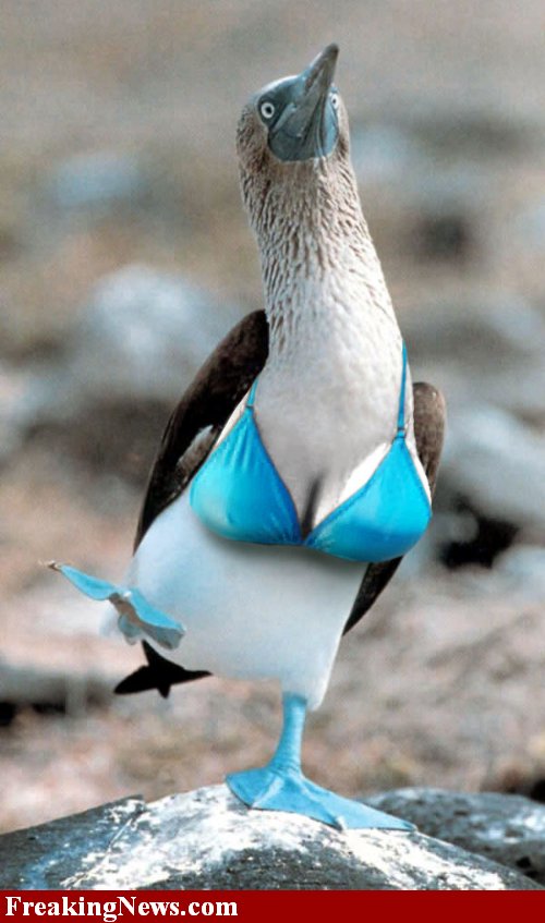 Blue Footed Boob 48