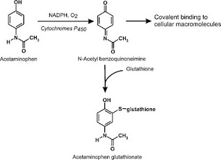 Metabolism of acetaminophen