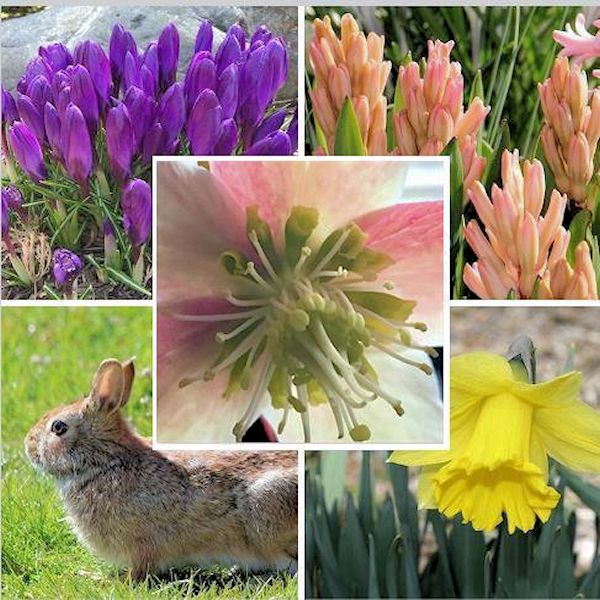 A GUIDE TO NORTHEASTERN GARDENING a-guide-to-northeastern-gardening