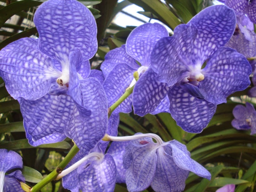 blue flower sweet orchid in the garden of dreams