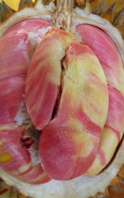 Durian Pelangi