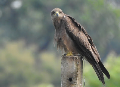 Udanti Sitandai Tiger reserve Gariyaband, Udanti Sitanadi Abhyaran udanti tiger reserve