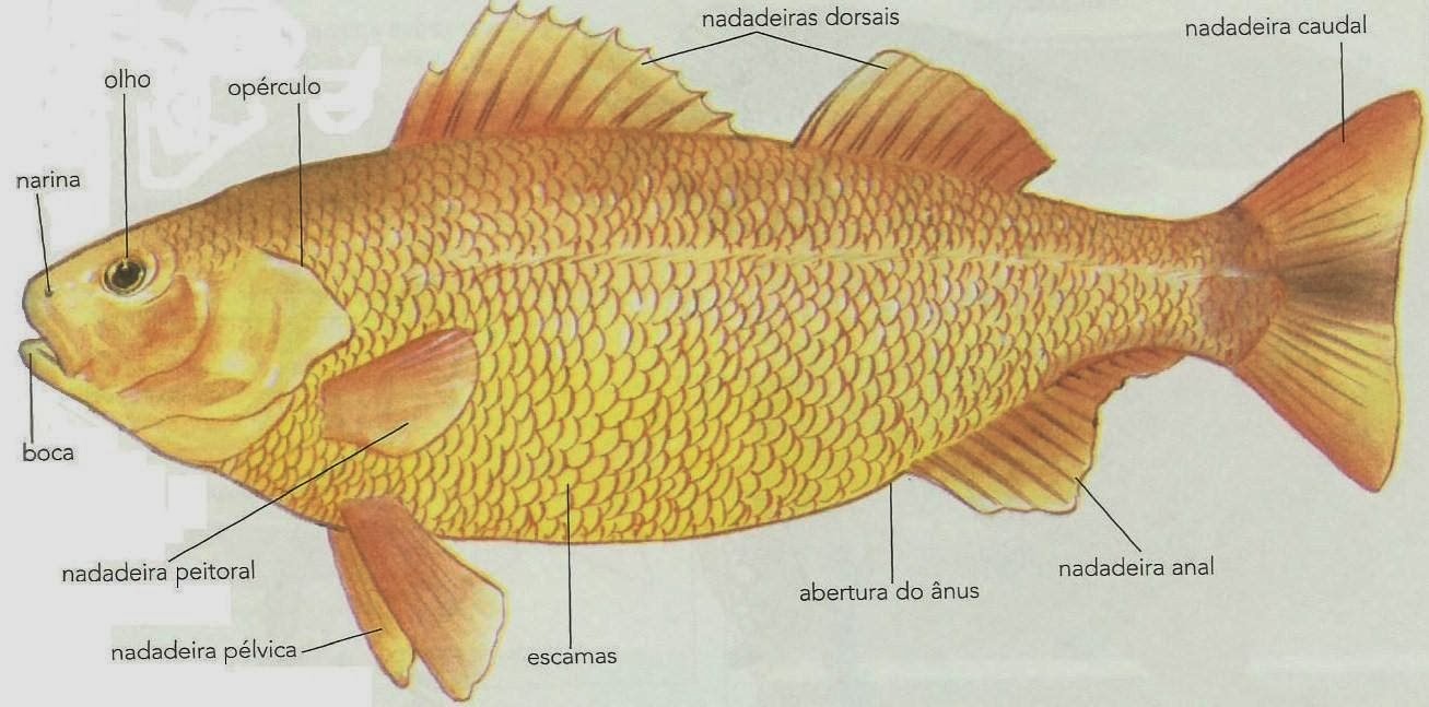 Segundo Ano Biologia: Peixes