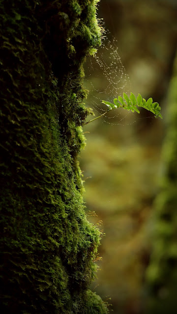 Nature, tree trunk, moss, cobweb, macro