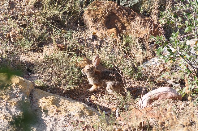 rabbits Palmer Park Colorado Springs coloradoviews.filminspector.com