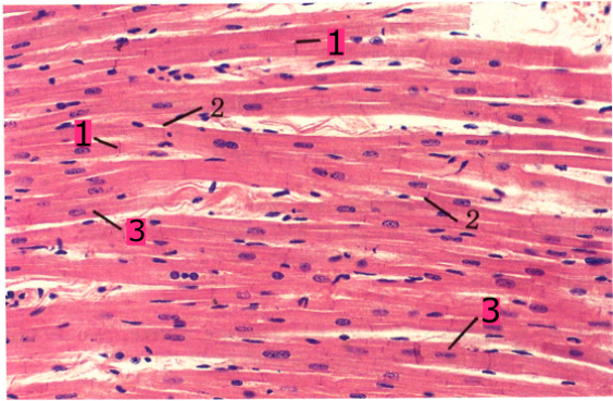 What is muscle tissue | Full Information | Histology