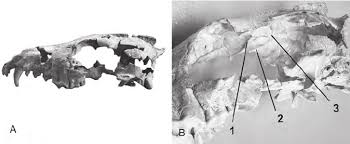 Phlaocyon skull