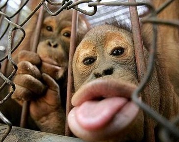 Gambar Monyet Lucu Terbaru Kumpulan Gambar Lengkap