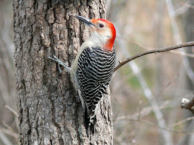 Photo of Red-bellied Woodpecker climbing a tree