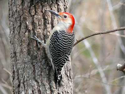 Photo of Red-bellied Woodpecker climbing a tree