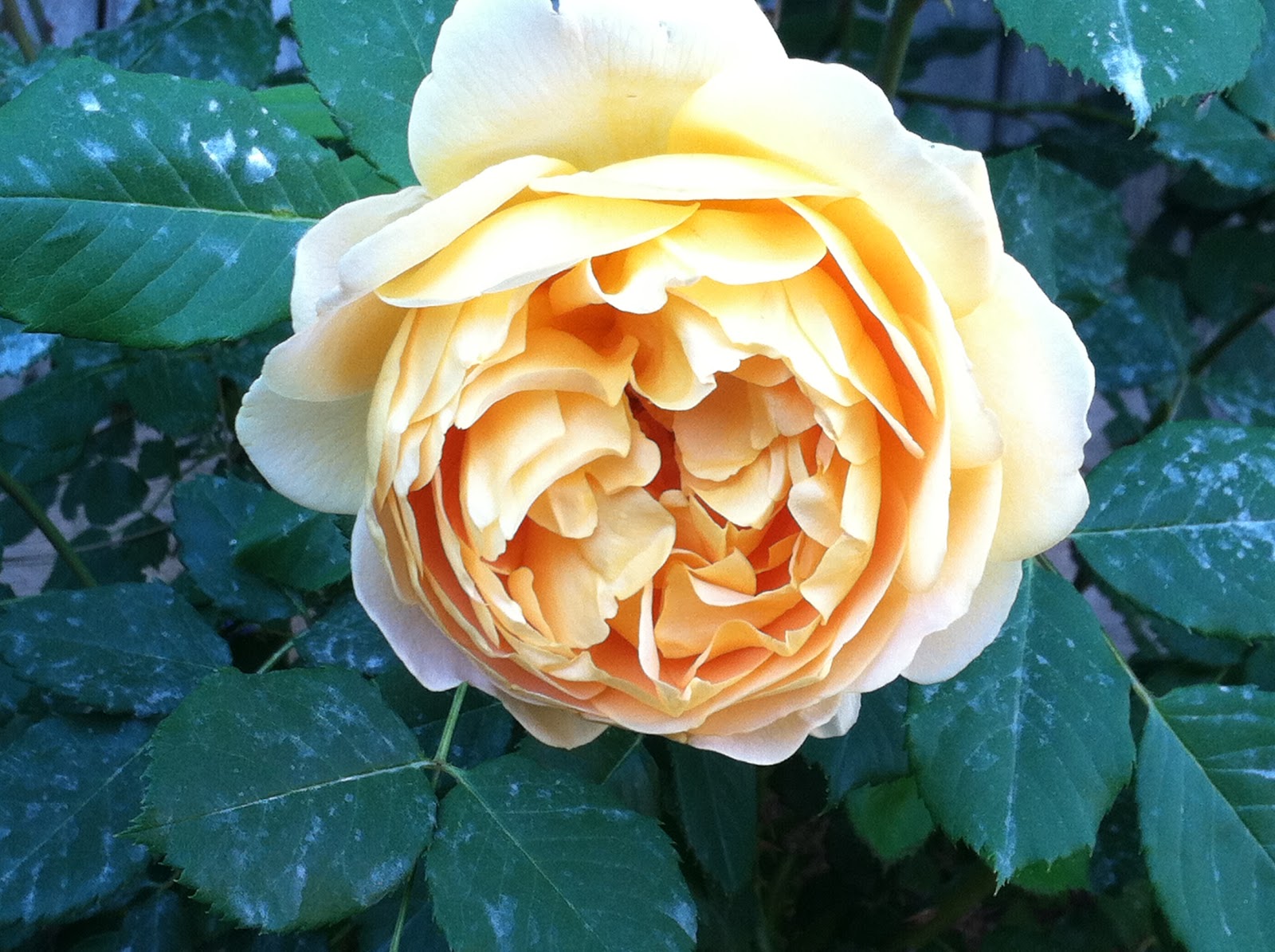 Robyn's Roses