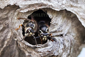 faced bald hornets wasps dauber jacket yellow guarding nest around area