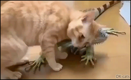 Amazing Cat GIF • Funny cat got a new friend and a new scratch pad with a big lizard Amazing Cat GIF • Funny cat got a new friend and a new scratch pad with a big lizard