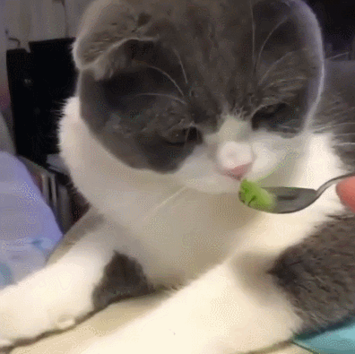 멍뭉이한테 통하는 마술 | 인스티즈