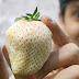 Ιαπωνία: Οι σπάνιες άσπρες φράουλες που πωλούνται 10 δολάρια η καθεμία