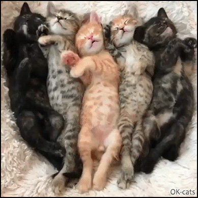 Cute cat GIF • 5 lazy kittens lying on their back, chilling, resting and stretching together Cute cat GIF • 5 lazy kittens lying on their back, chilling, resting and stretching together
