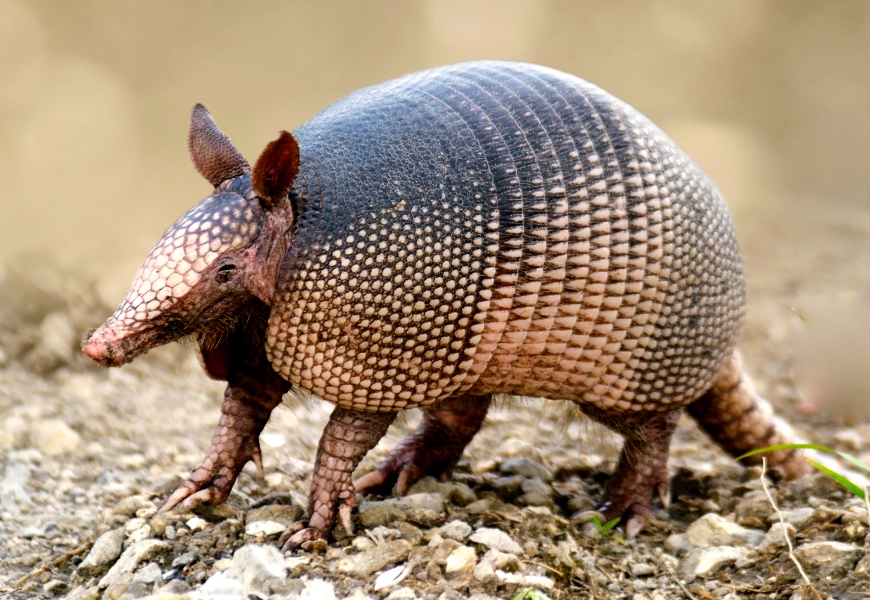 Two Men and a Little Farm MYSTERY HOLES IN YARD