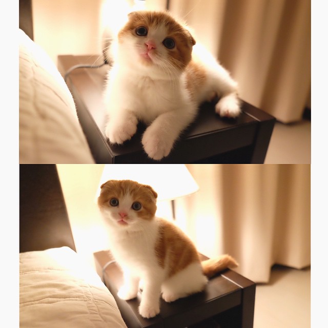 강지영네 고양이 | 인스티즈