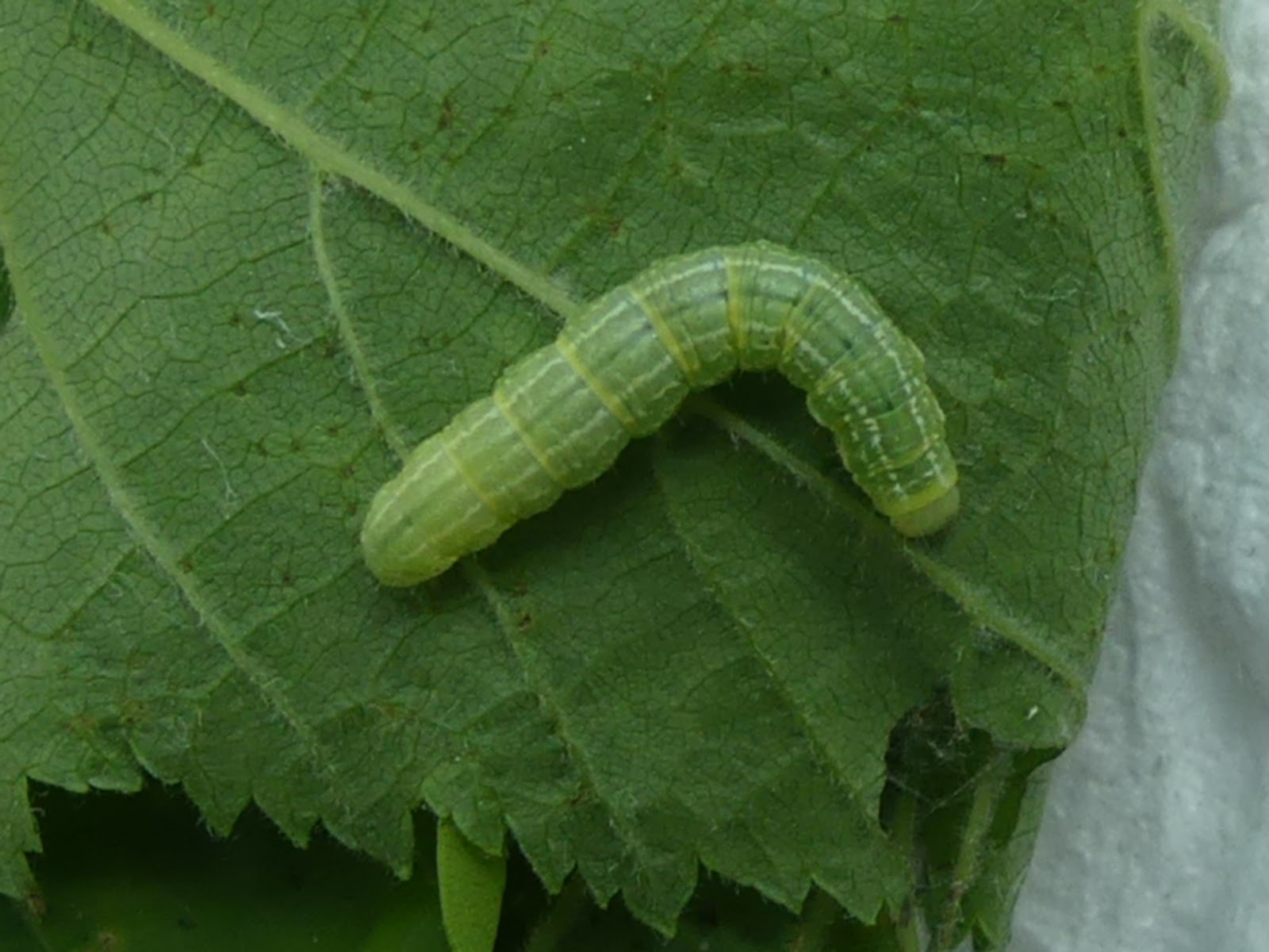 Upper Thames Moths Micro moth larvae