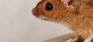 Buat Rumah Nyaman Bebas Tikus dengan Menggunakan Bahan Alami Buat Rumah Nyaman Bebas Tikus dengan Menggunakan Bahan Alami