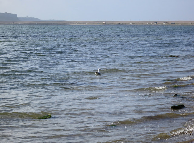 Herring gull swimming on sea
