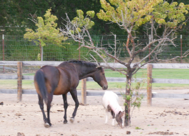 Horse with Miniature Horse, © B. Radisavljevic 