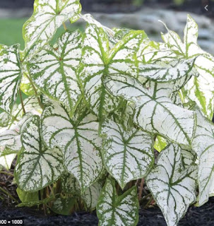 Caladium White Christmas Caladium White Christmas