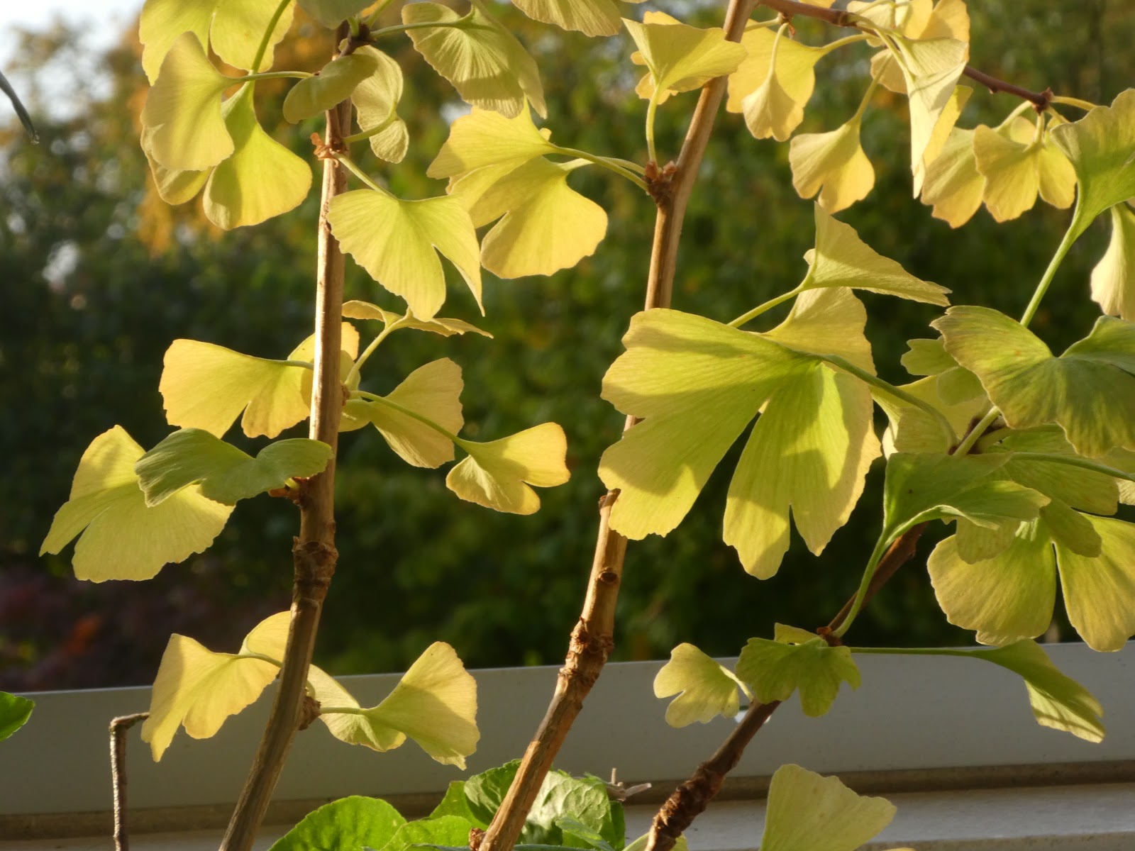 Fotos: Goldener Oktober: goldene Ginkgoblätter, goldgelbe Zitronen