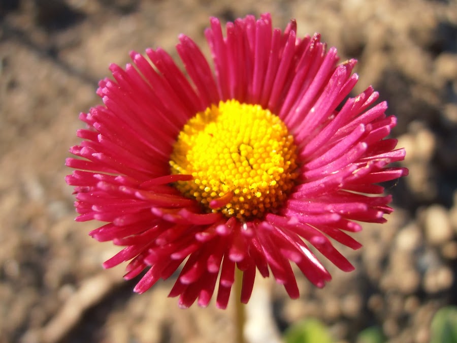 Chivirita-Bellis-perennis