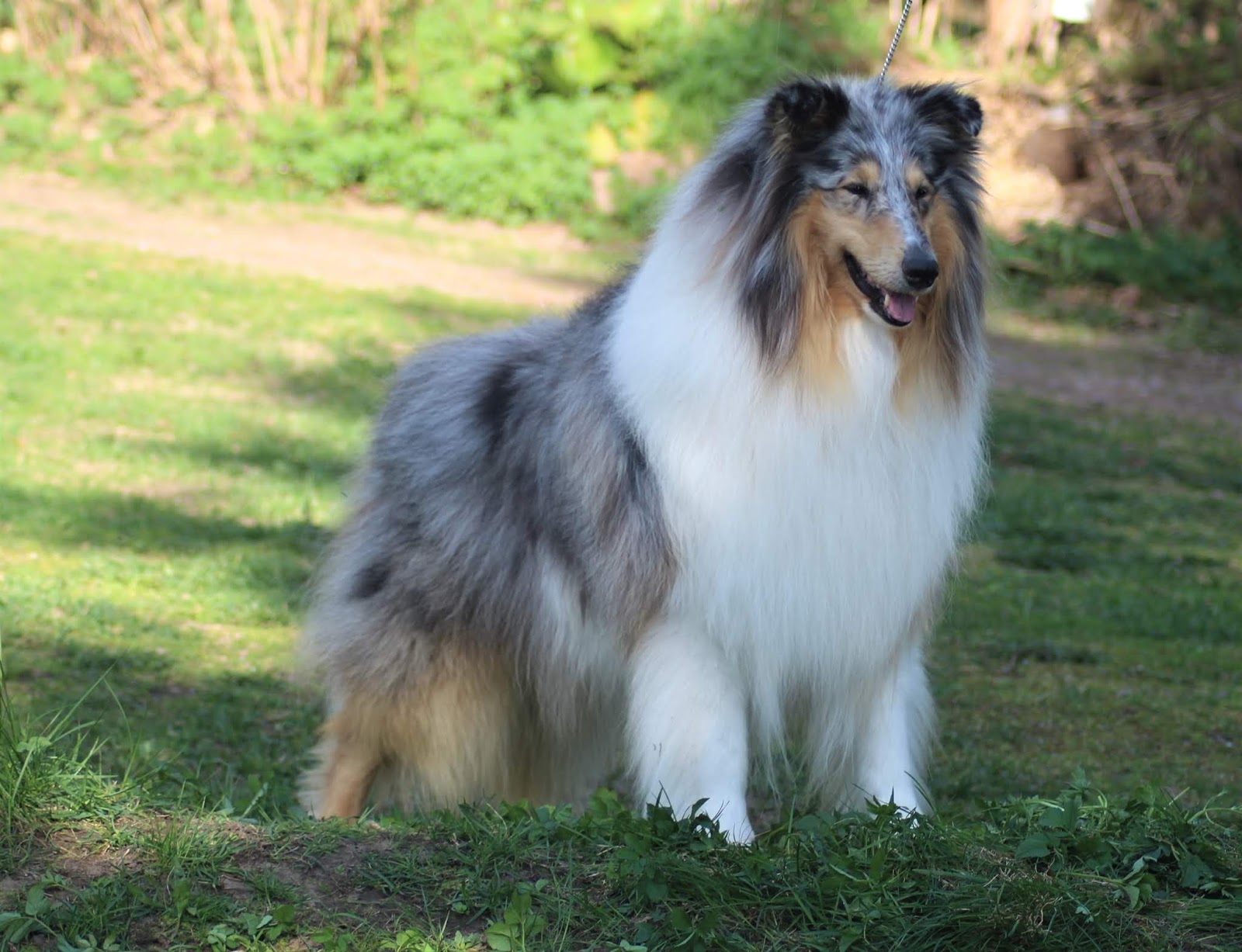 Pitkäkarvainen collie, Leaftribe All Eyes On Me