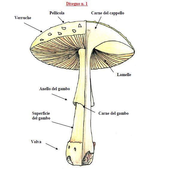 ver sacrum ricerche di storia ambiente e cultura locale biologia ed ecologia dei funghi riproduzione parassitismo saprofitismo simbiosi valore alimentare e tossicologia