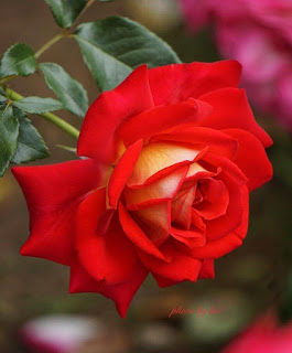 Red ROSE Images
