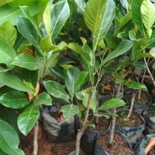 nangka merah Pagindar