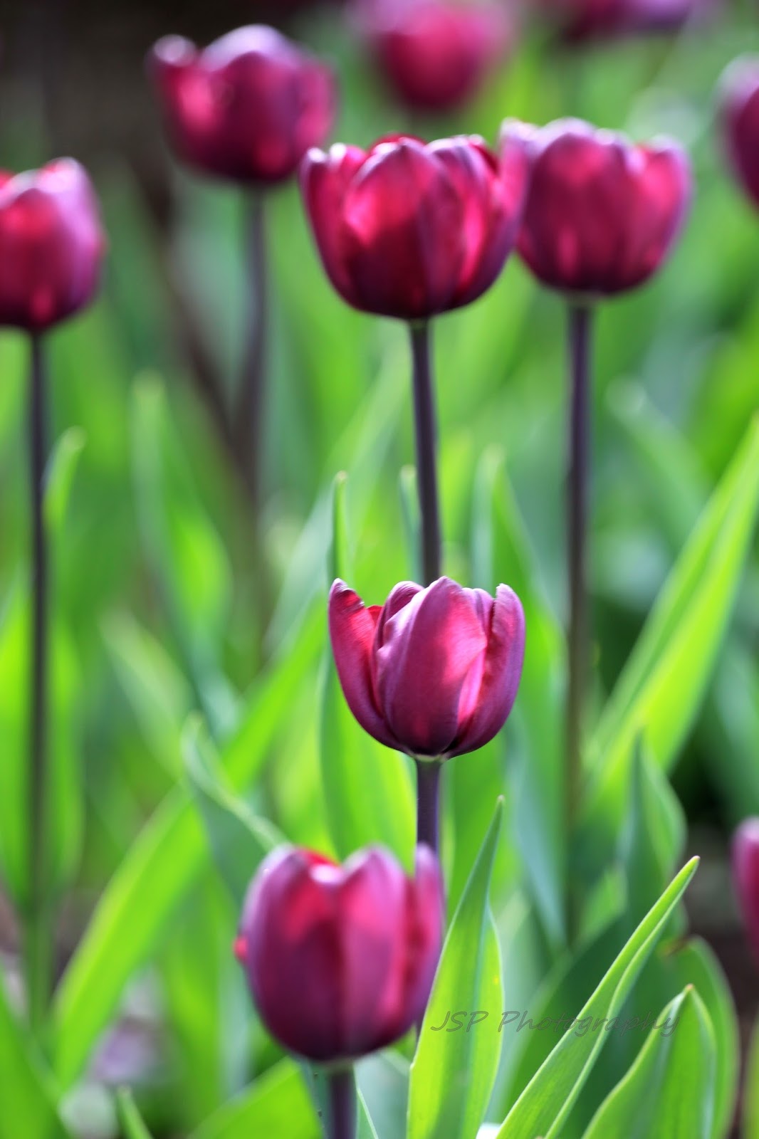 JSP Photography: Purple Tulips