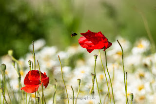 Naturfotografie Blumenfotografie Lippeaue Wildbume Klatschmohn Mohnblume