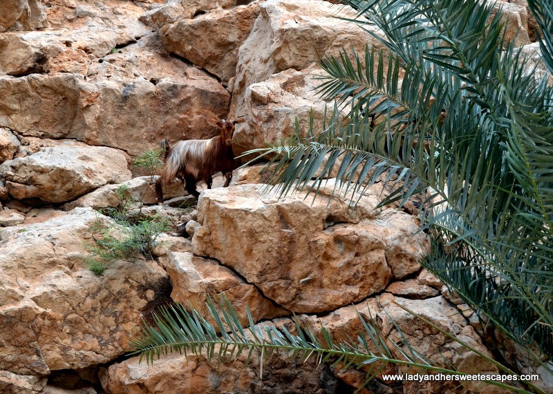 mountain goat in Wadi Shab