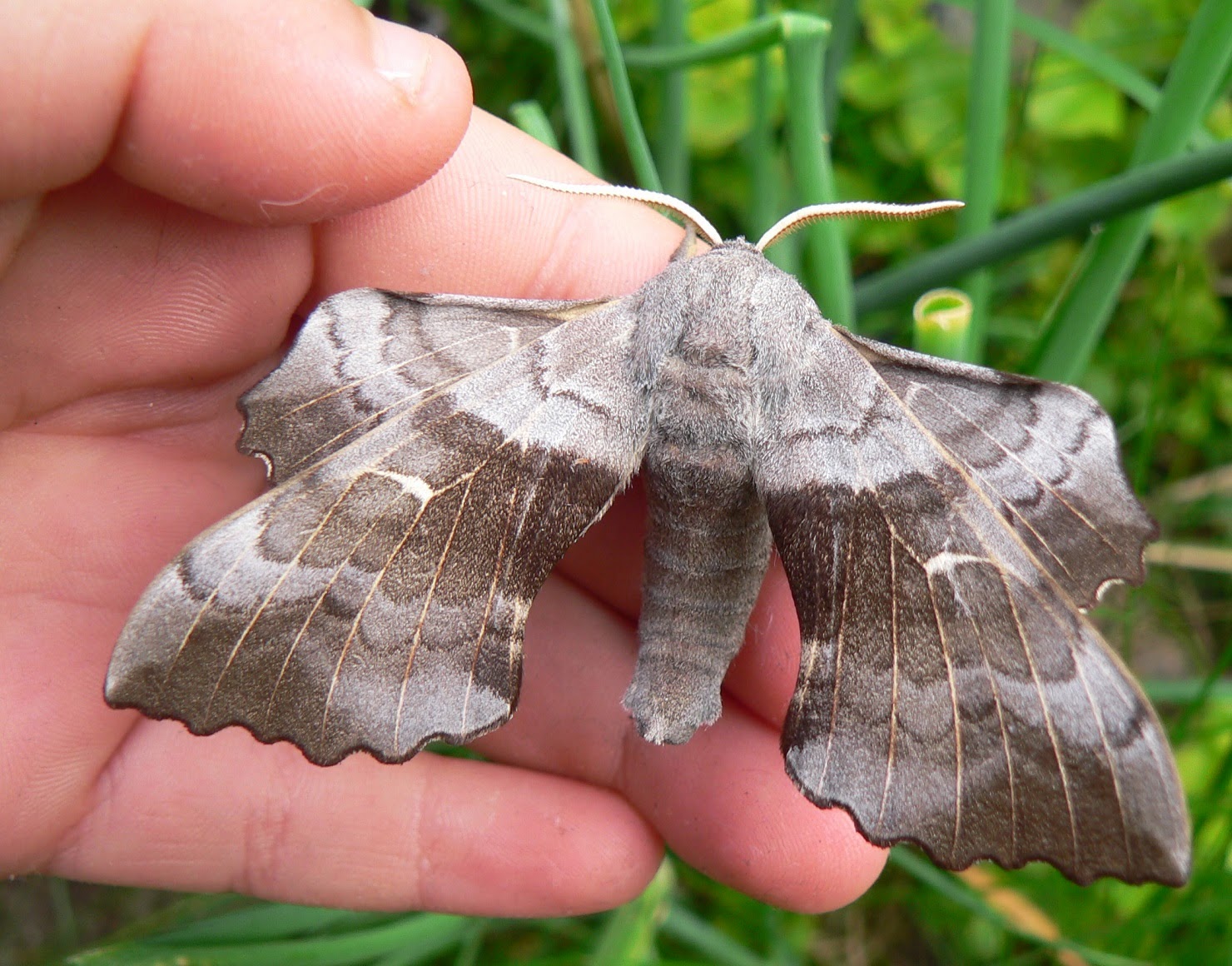 The Curious Naturalist Norfolk moths Rockland St. Peter garden, 30