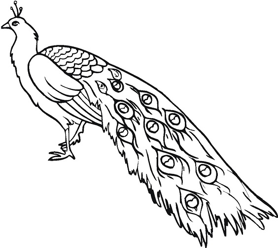 Sketsa gambar burung merah Sketsa gambar burung merah
