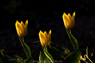 Naturfotografie Mehrfachbelichtung Blumen Tulpen Gegenlicht