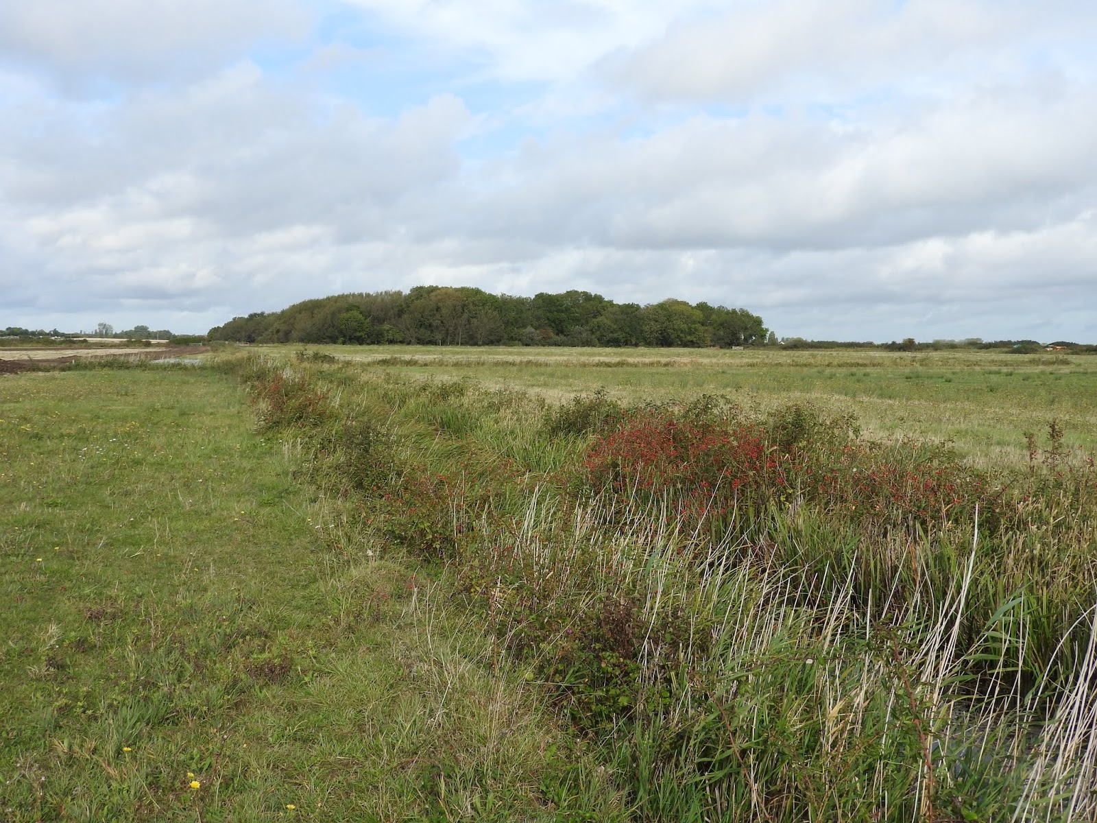 Plovers Blog Lydden Valley