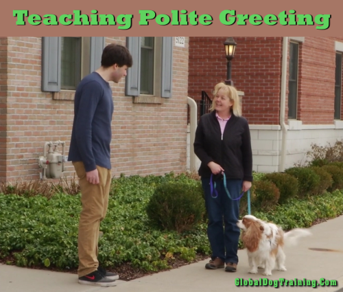 teach puppy not to jump teaching a not to jump polite and person greeting teach puppy not to jump teaching a not to jump polite and person greeting