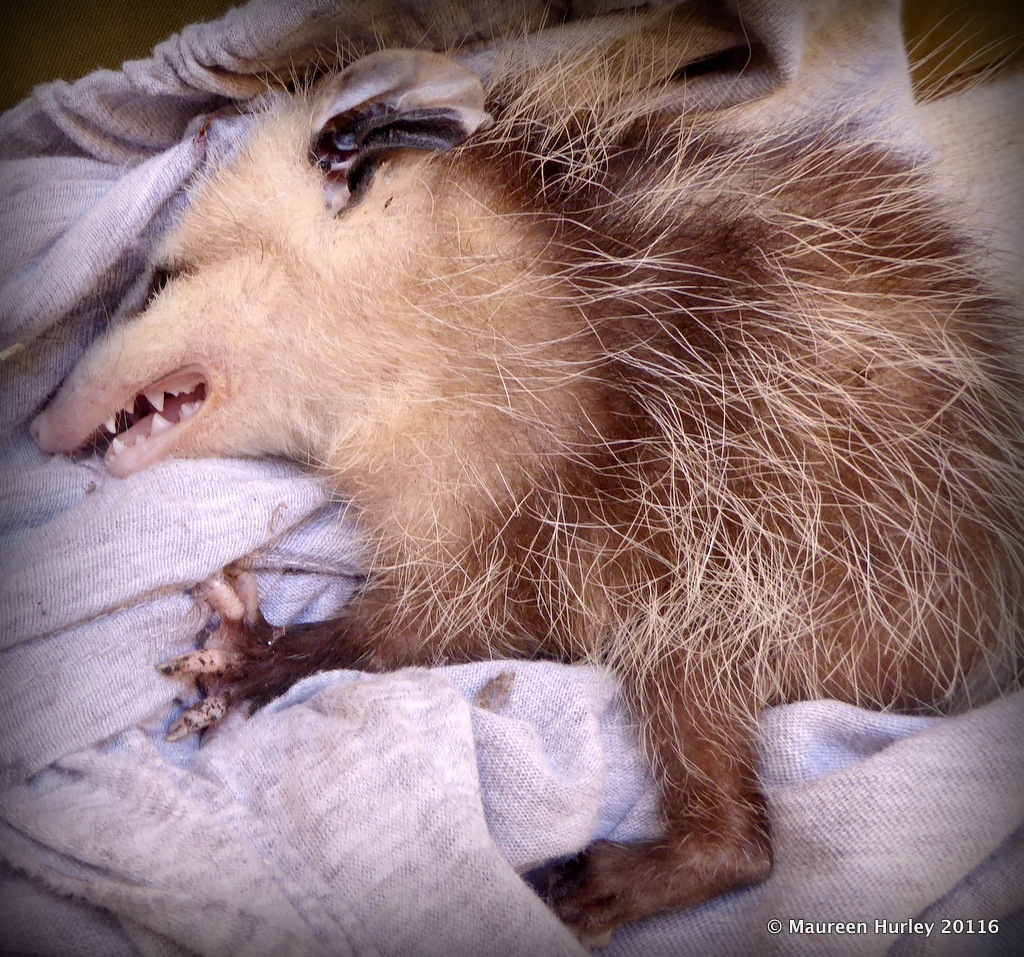 Top 97+ Background Images Pictures Of Possums Playing Dead Superb 10/2023